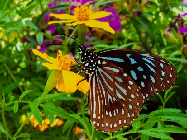 Honorable Mention • Karlee Hawkins • Newberry, FL