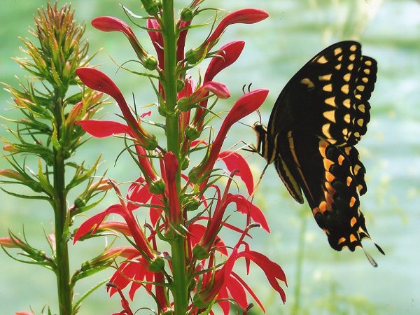 Honorable Mention • 