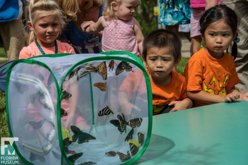 kids examining butterflies