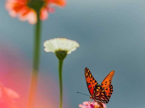 Gulf Fritillary Butterfly