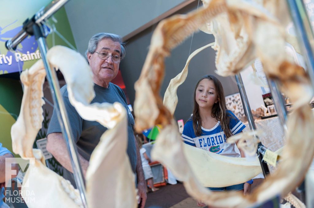 visitors and shark jaws