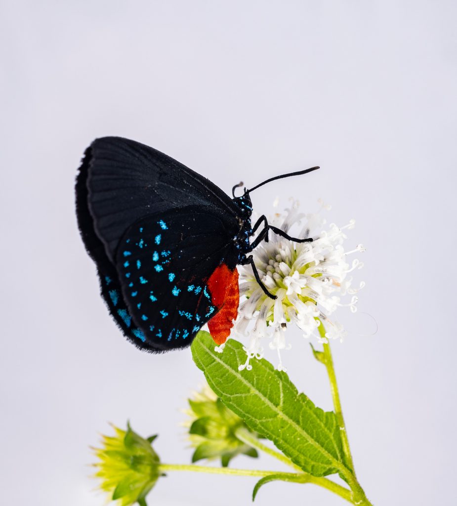 Atala butterfly on flower