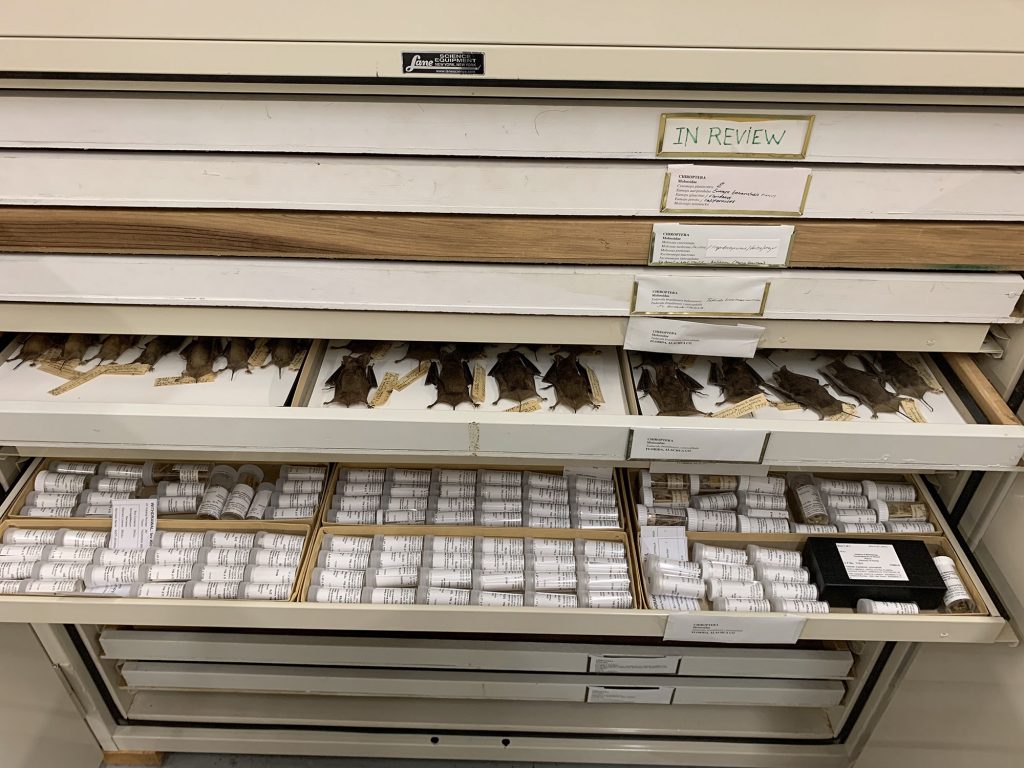 drawers in a scientific collection with rows of small bat specimens