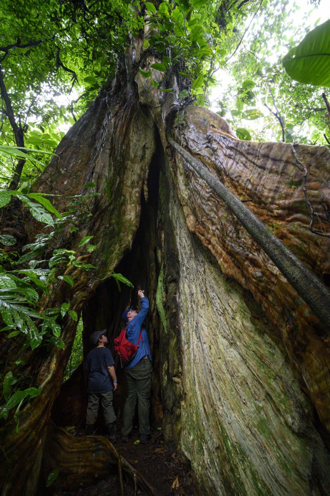 Two people explore the trunk of an ancient tree in a rainforest in Costa Rica.