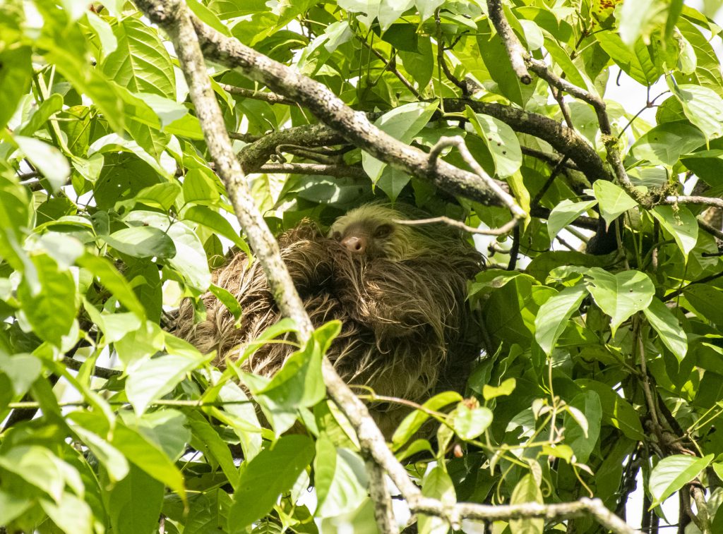 A sloth in a tree in Costa Rica.