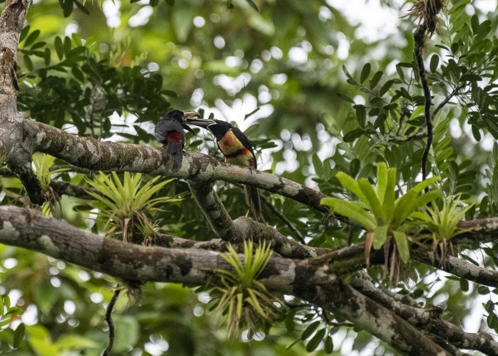 Collared Aracaris at the Selva Verde Lodge in Costa Rica.