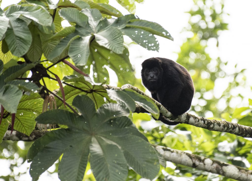 A howler monkey in a tree in Costa Rica.