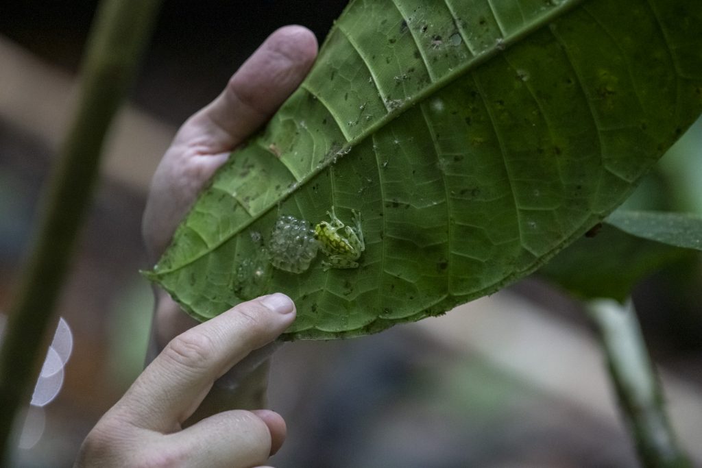 A male glass frog near frog eggs is being pointed to on the underside of a leaf in Costa Rica.