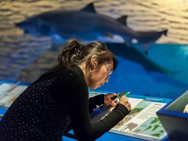 woman sketching in front of shark exhibit panel