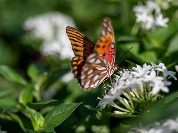 orange butterfly resting on a frond of white flowers