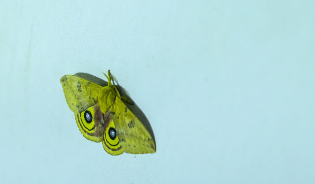 a large yellow moth with striking eyespots on a white sheet
