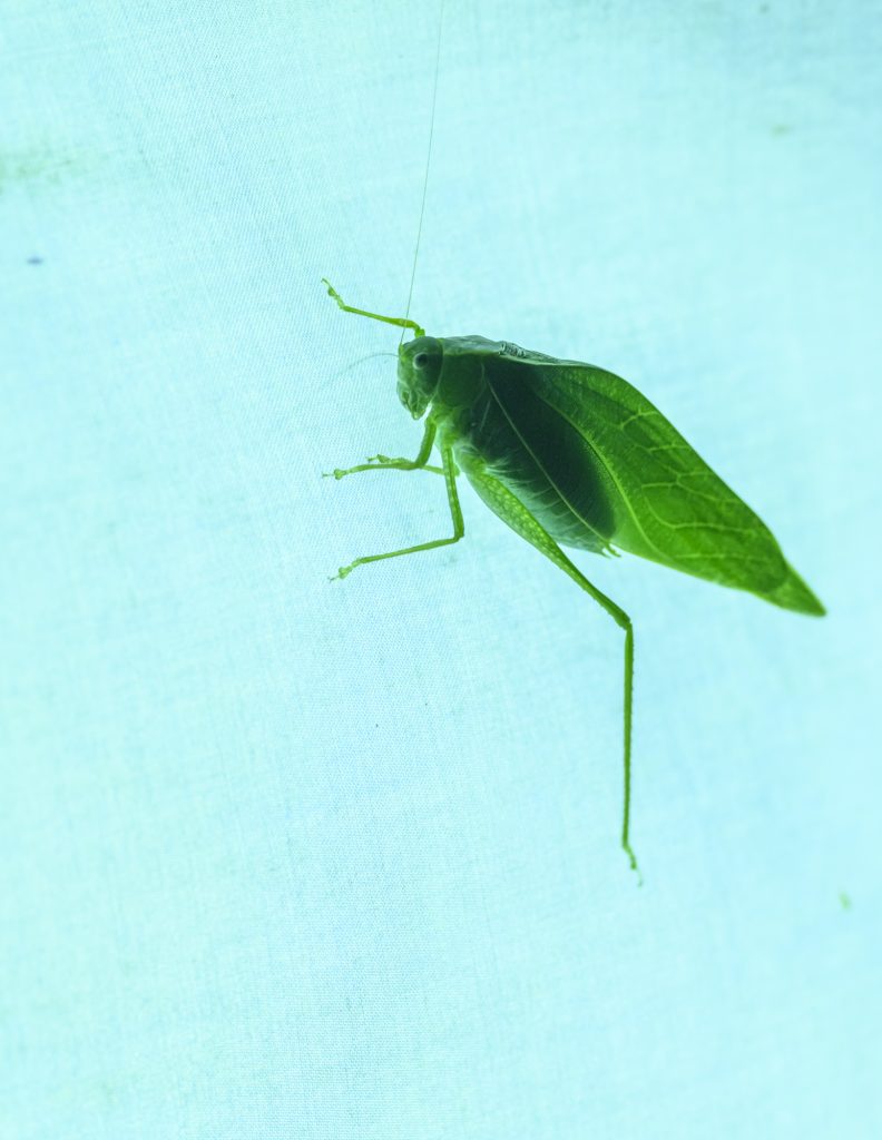 large green insect with long legs and leaf shaped wings