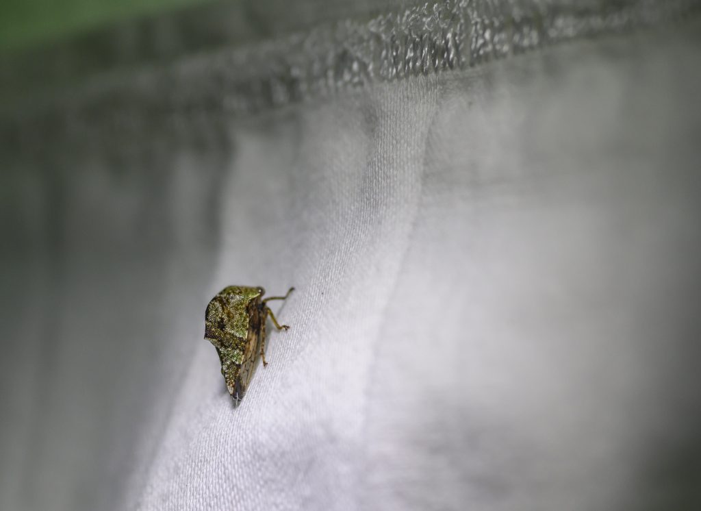 small mottled insect with pronounced head structure on a white sheet