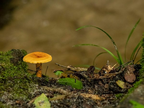 bright yellow mushroom growing on mossy forest floor