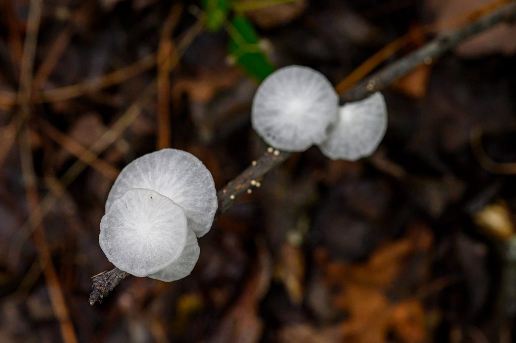translucent white mushroom caps on a twig against a leafy forest floor