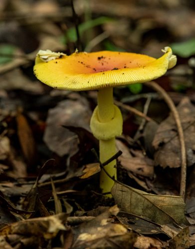 mushroom with bright yellow stalk and cap growing among dead leaves