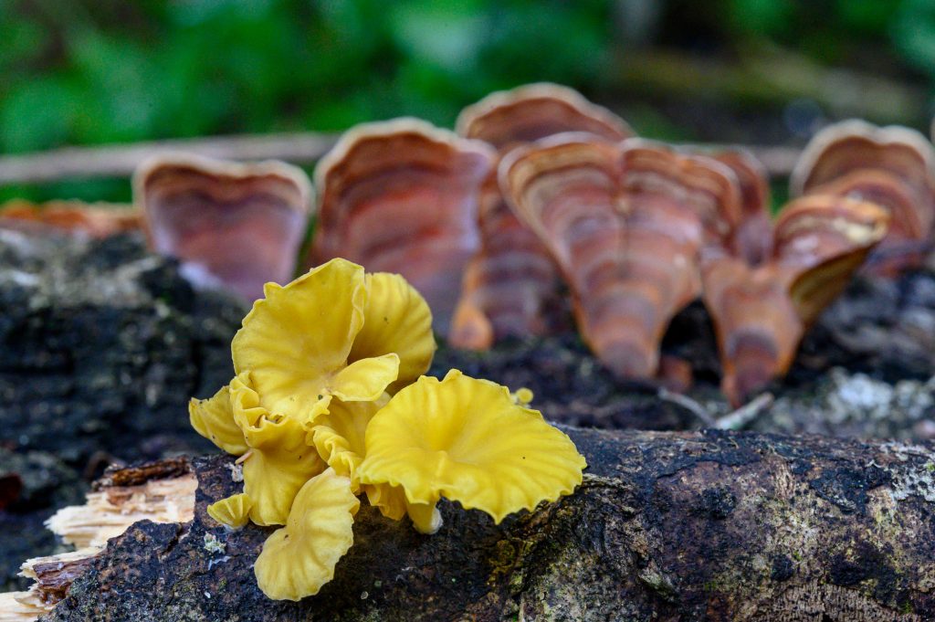 leafy looking bright yellw mushrooms on a log against a display of stripey orange mushroom caps shaped like shells