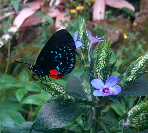 Atala butterfly