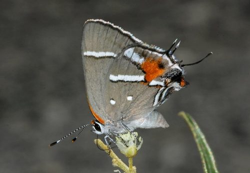 Bartram's scrub hairstreak, half header