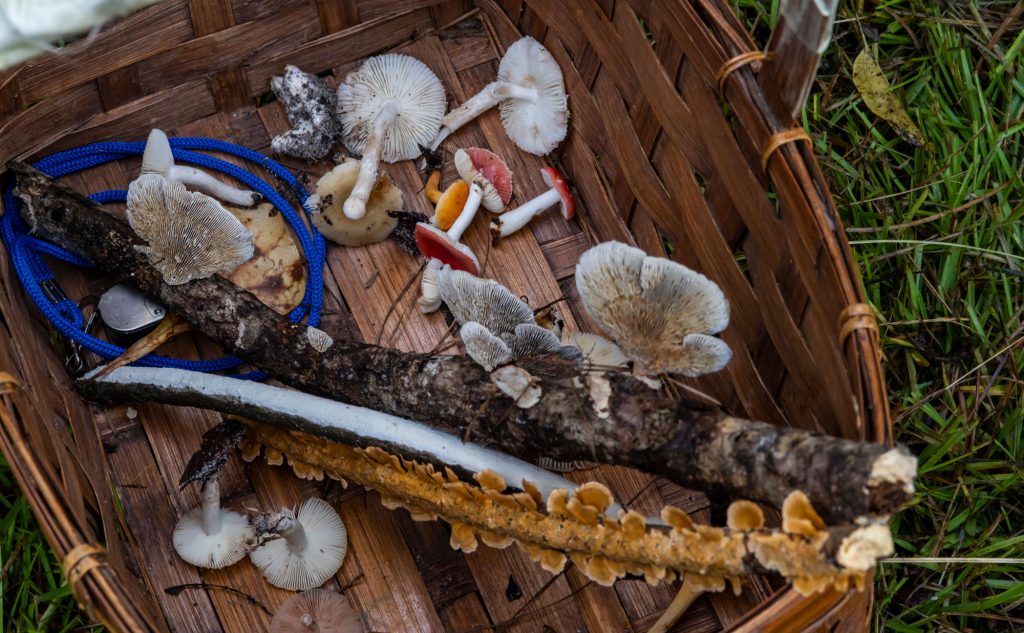 wooden basket filled with several different species of mushrooms
