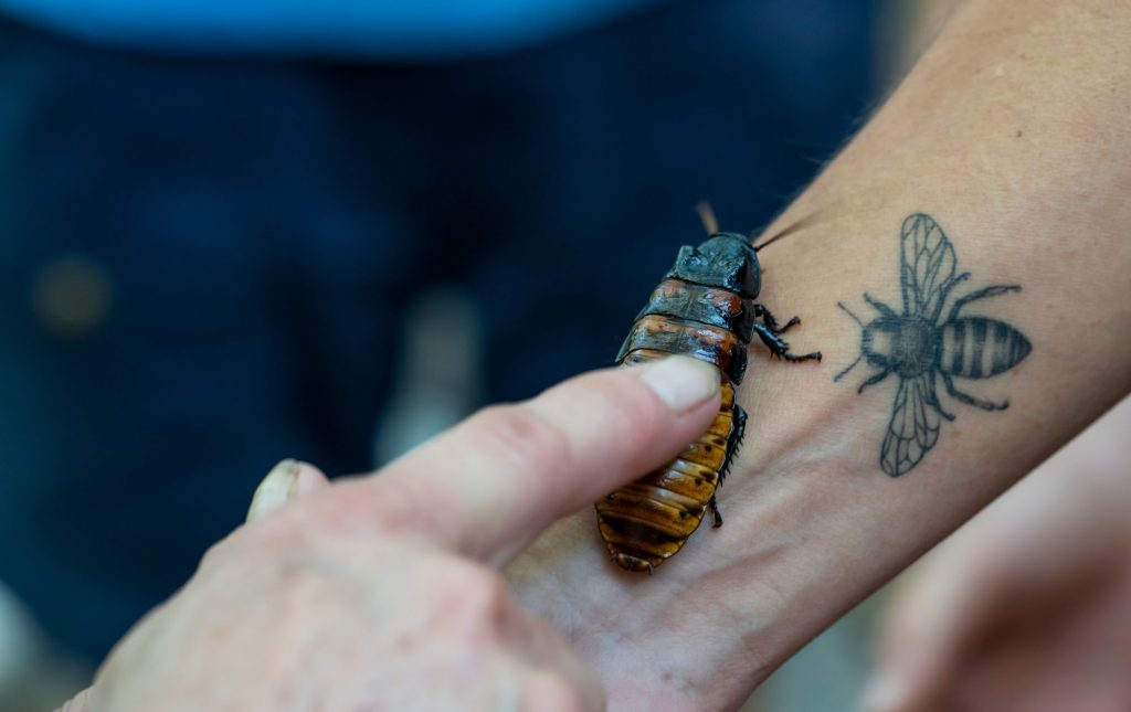 large arthropod crawls on a person wrists next to the tattoo of a bee. One finger of a hand holds the bug in place