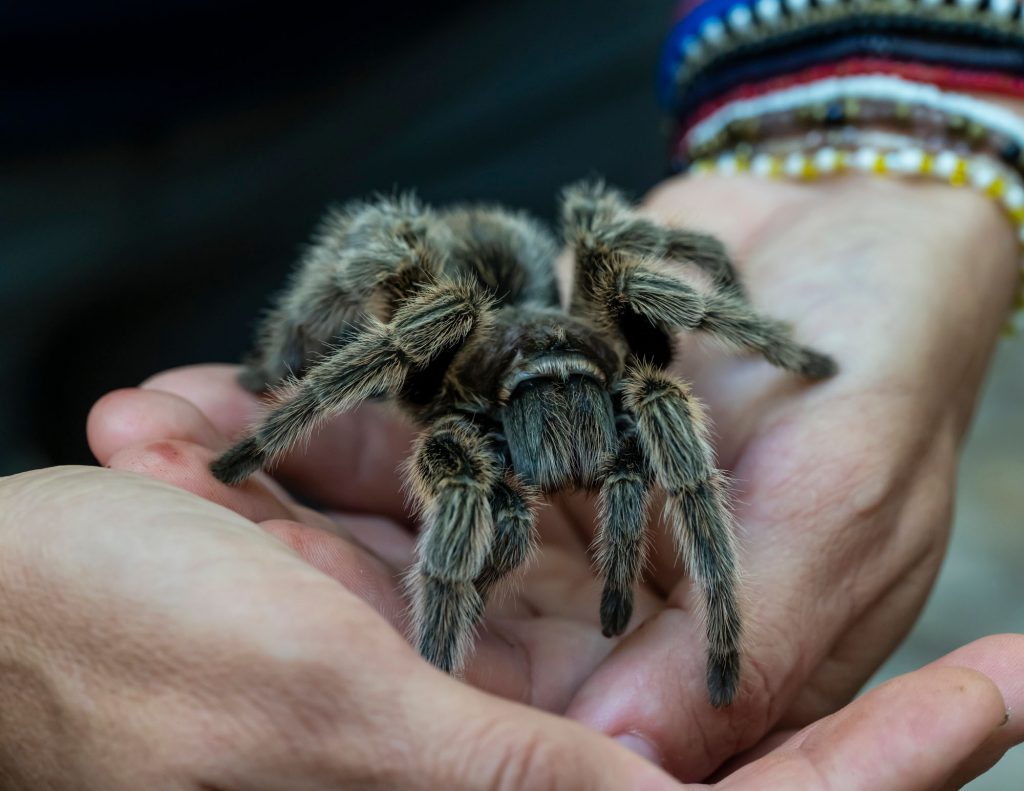 large tarantula sits on the palm of a persons hand