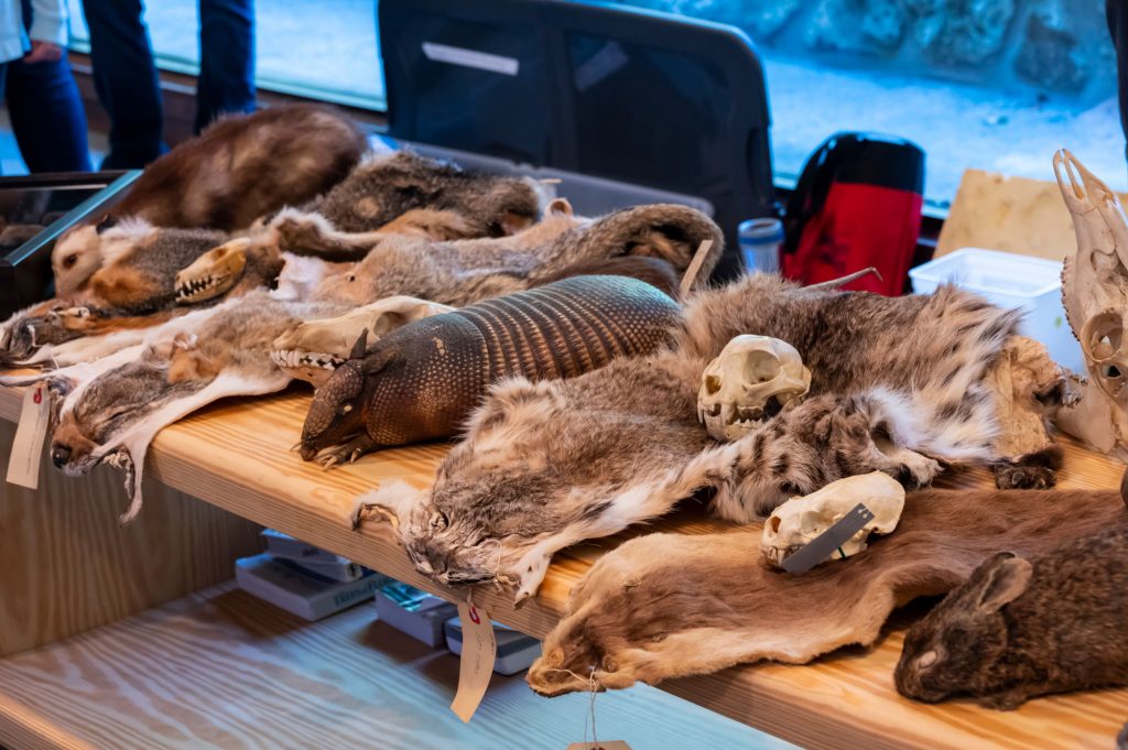 several animal skins are on display for a museum event