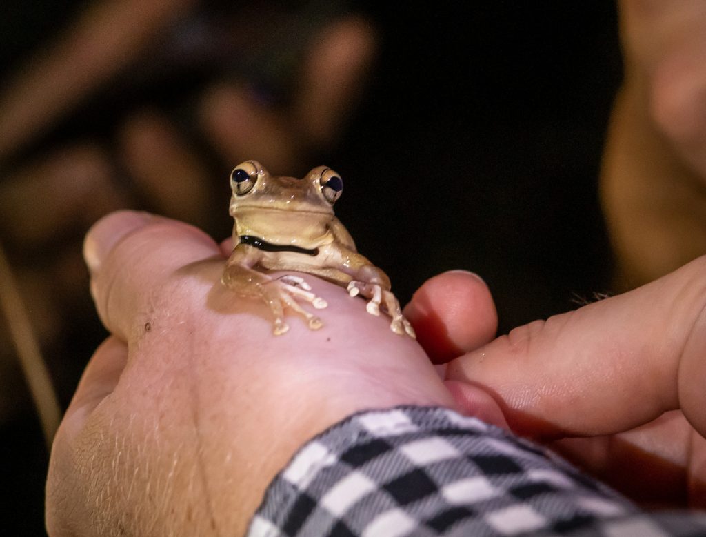 small brown frog sits on a persons hand