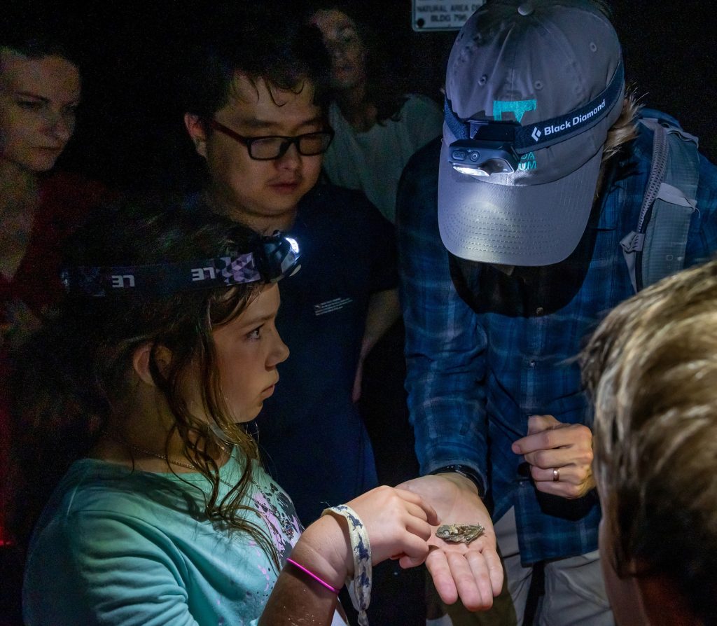 participant and researchers wearings headlamp flashlights look at a frog the researcher is holding in the palm of their hand