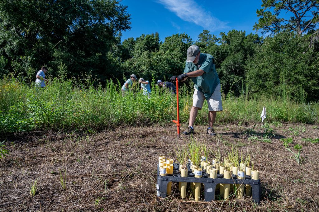 Jaret Daniels digs a hole in preparation for a wildflower seeding. A tray of seedlings is set in the foreground, four volunteers in the background are also working to plant seedlings