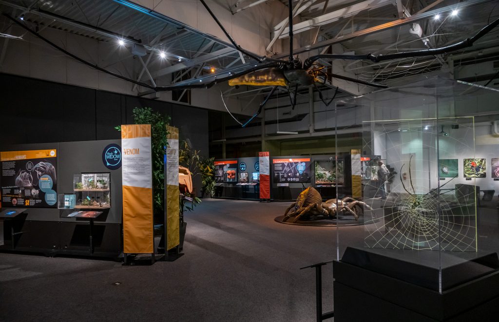 Spider's Alive exhibit, large room with many exhibit panels and displays about spiders and two large spider models, one on the floor and one on the ceiling