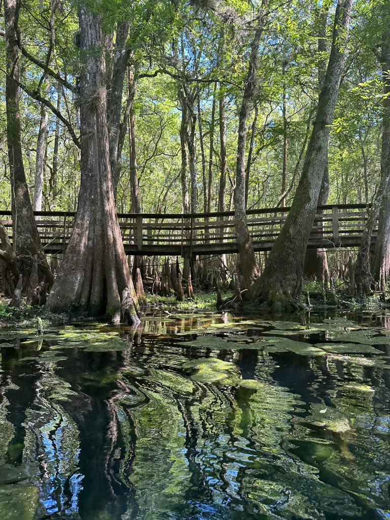 Large cypress trees and a raised wooden walkway reflect in the rippling waters of Manatee Springs State Park