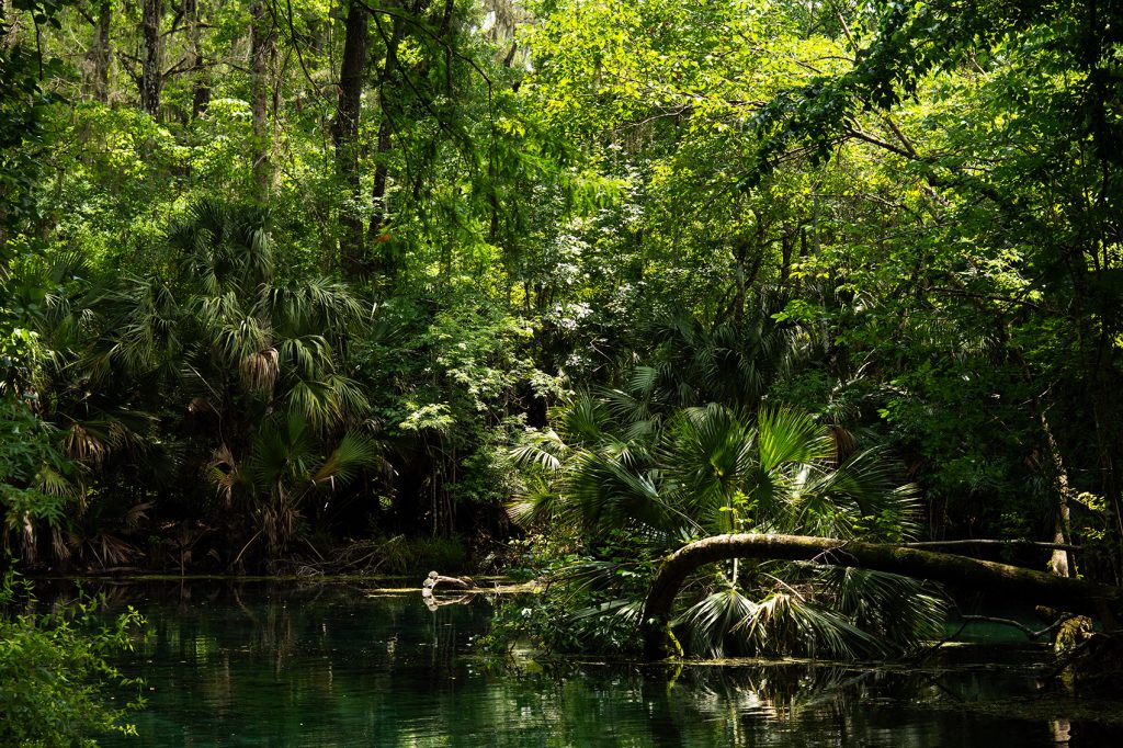 Lush, dense green trees surround and reflect in the waters of Silver Springs
