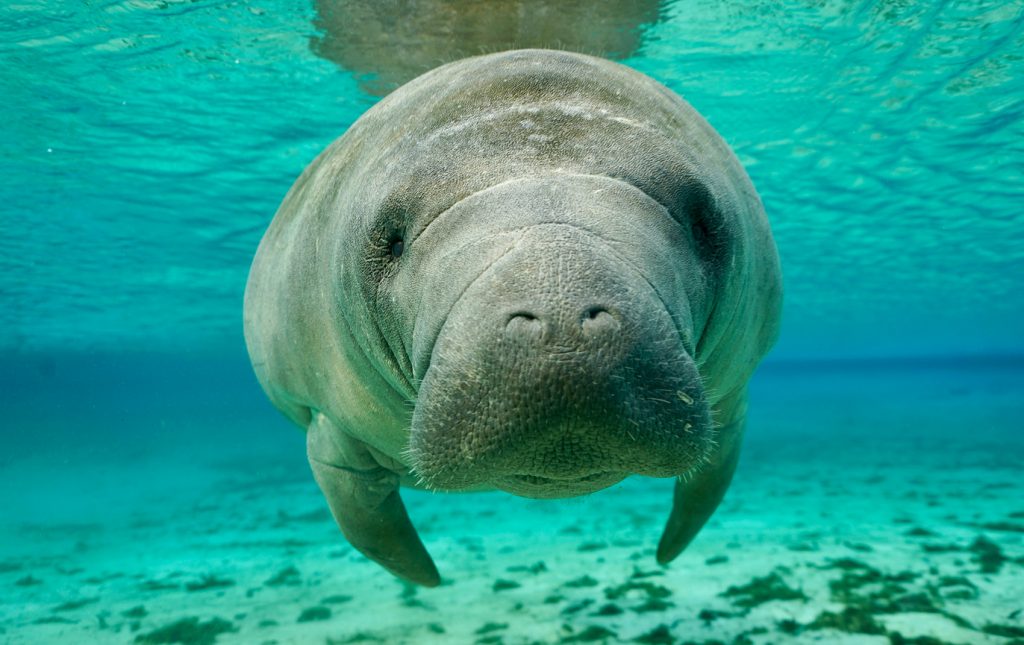 In the blue green water of Silver Glen Springs a manatee looks straight at the viewer and is close enough you can see the whiskers on its nose