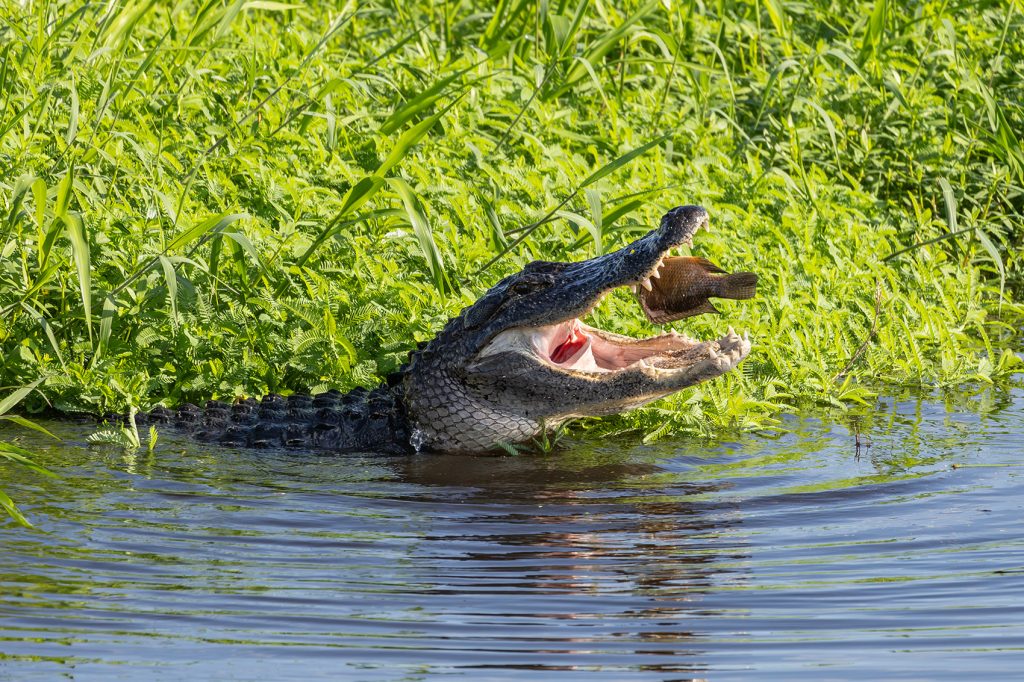 alligator sits where tall grass meets the water, its head raised and jaws open to catch a fish