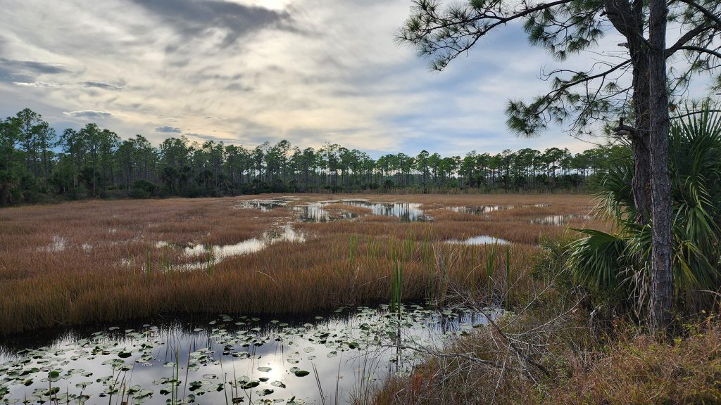 A cloudy sky reflects in the water running through tall grass. Rows of pine trees surround the marshland
