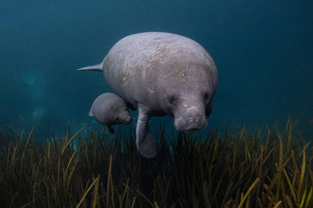 In deep-blue waters an adult manatee and calf swim above long blades of eel-grass