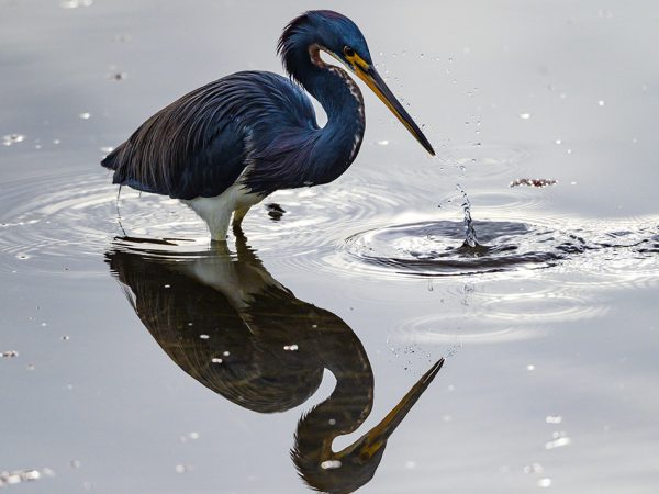 a large heron is standing in deep water and reflected on the glassy surface except the rings where its beak is splashing down