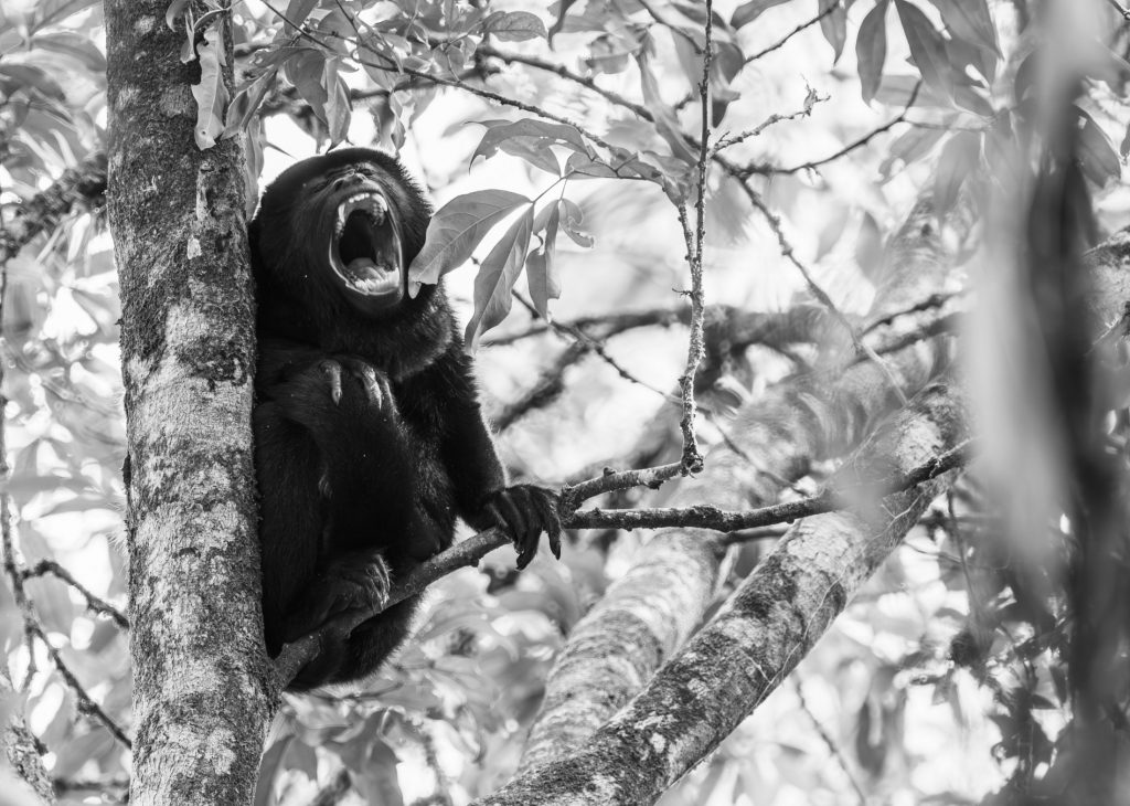 A howler monkey with its mouth open.