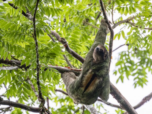 Male brown-throated three toed sloth.