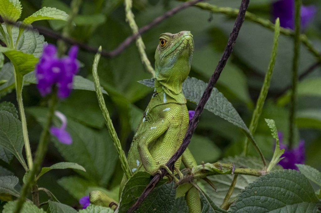 A female basilisk lizard sits in a bush.