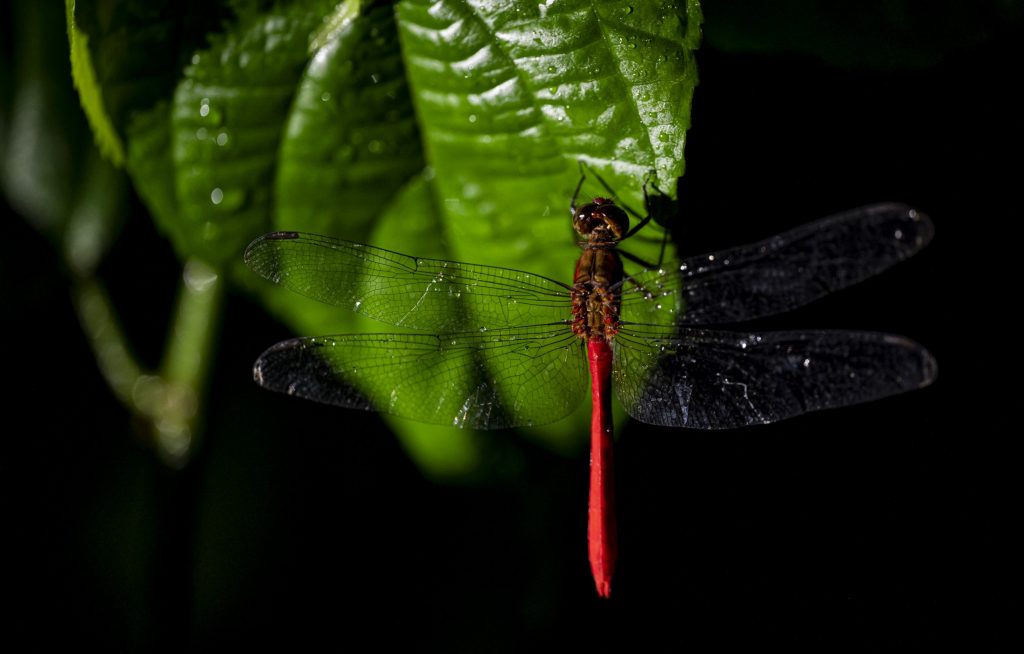 A dragonfly on a leaf in Costa Rica.