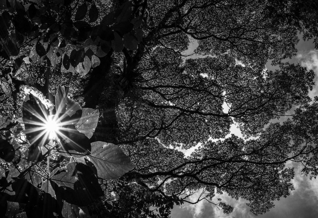 A black and white photo showing an example of crown shyness in the canopy of a tree.