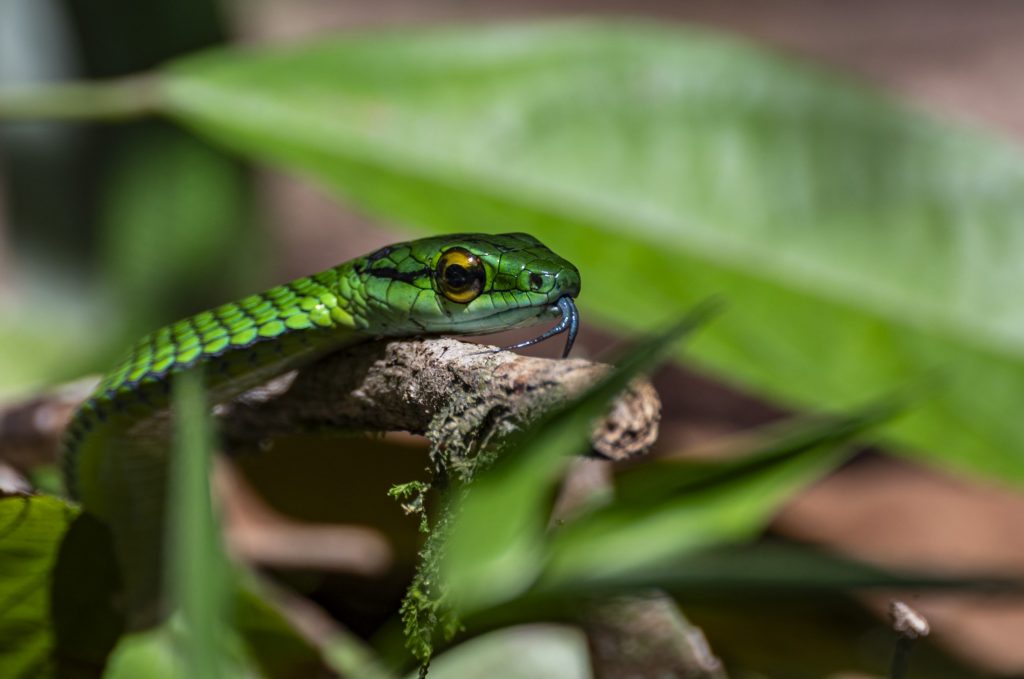 A photograph of a cope's parrot snake in Costa Rica.