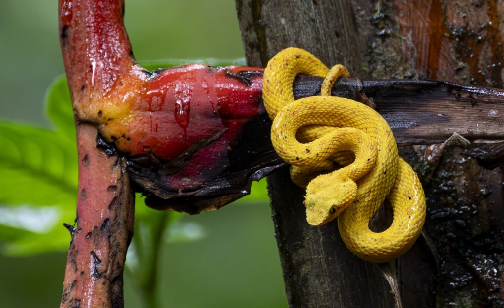 An eyelash palm pit viper in a branch in Costa Rica.
