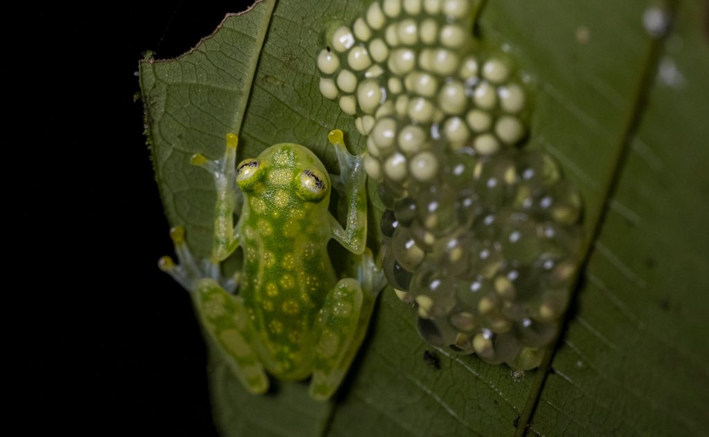 A male reticulated glass frog next to its eggs.