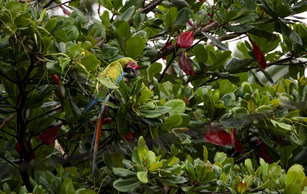 A Great Green Macaw eating nuts in a tree.