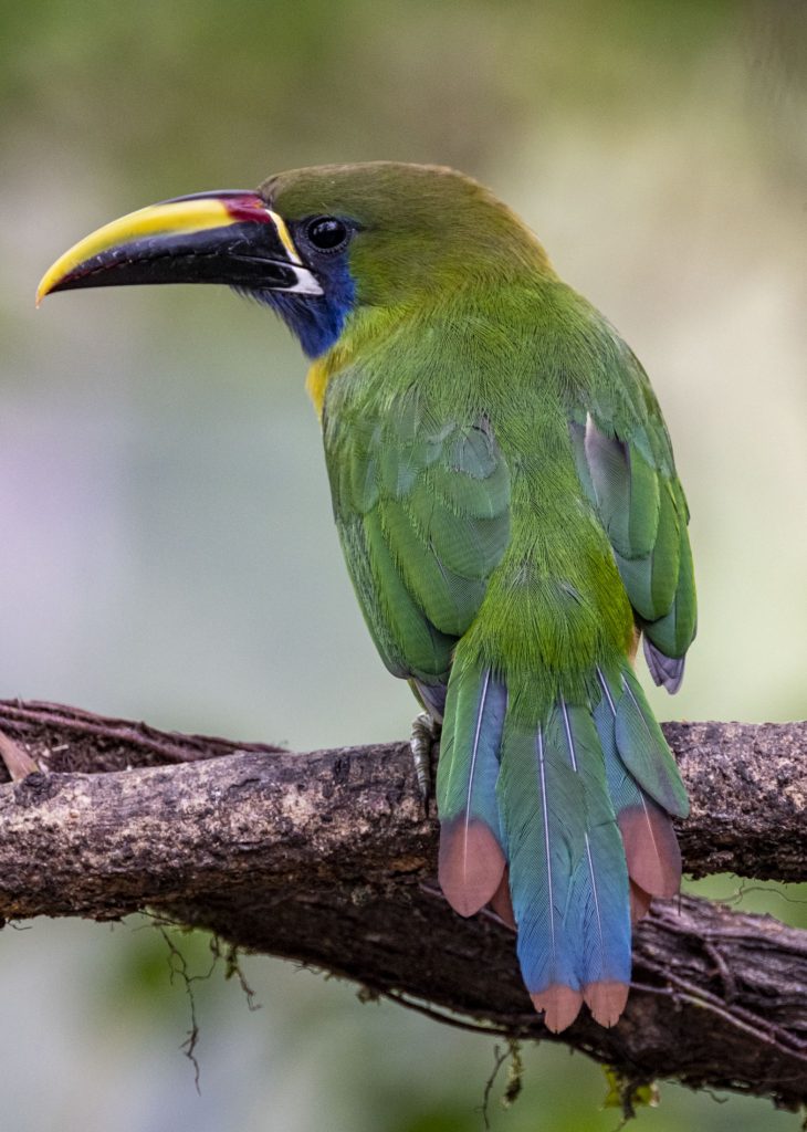 A photograph of a northern emerald-toucanet in Costa Rica.