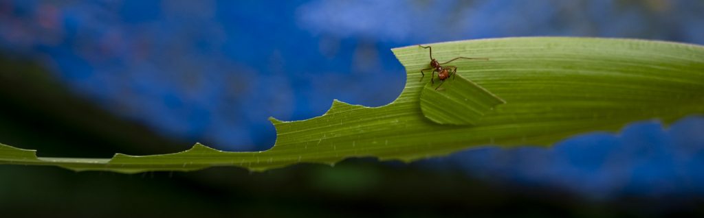 A leaf cutter ant carries a piece of leaf.