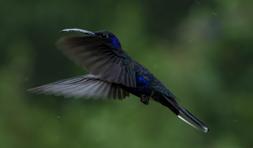 Violet sabrewing hummingbird in mid-flight.